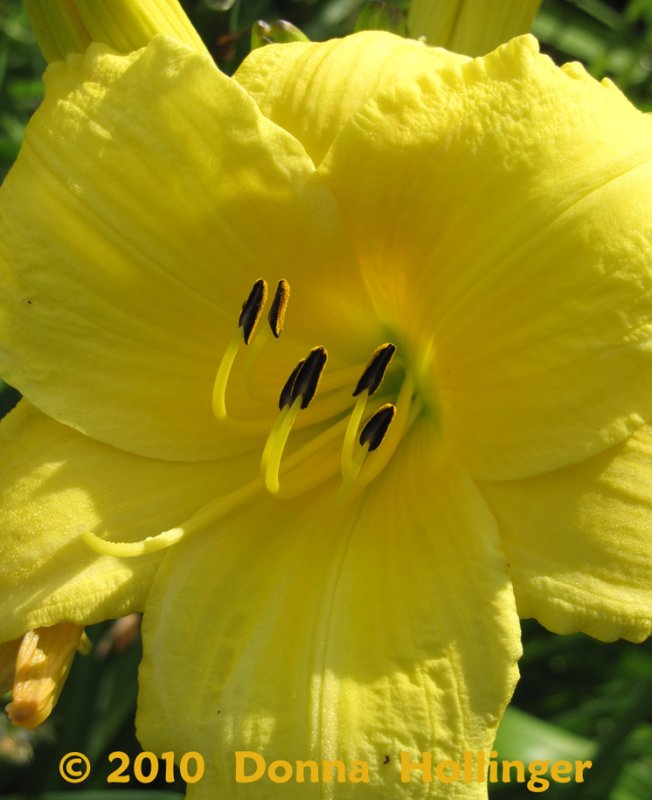 Immersion in Yellow - Glowing Anthers