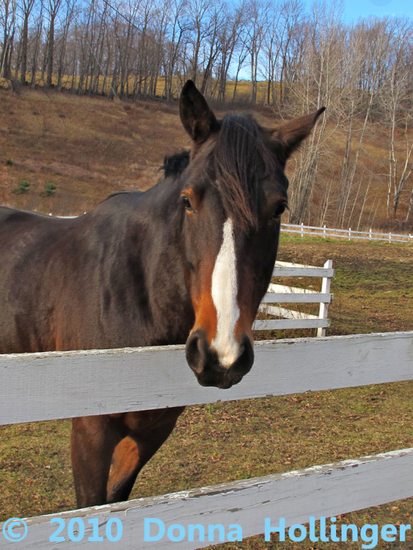Light colored muzzle