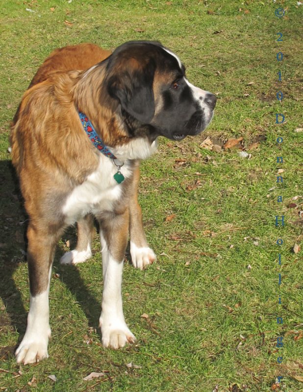 Ginger, Female St. Bernard