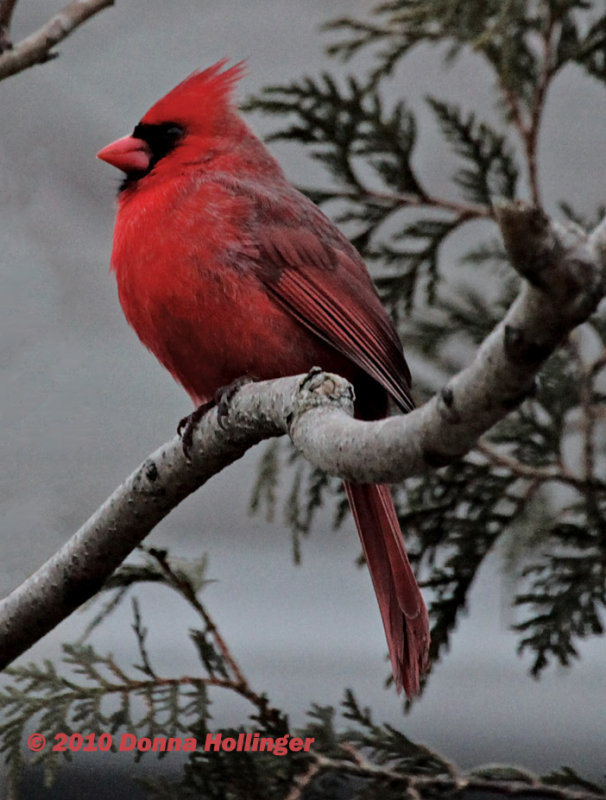 Male Cardinal on the Terrace
