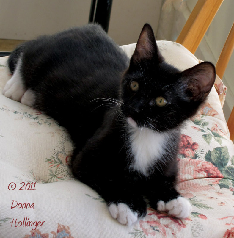 See my new eyebrows?  Rockie kitty.