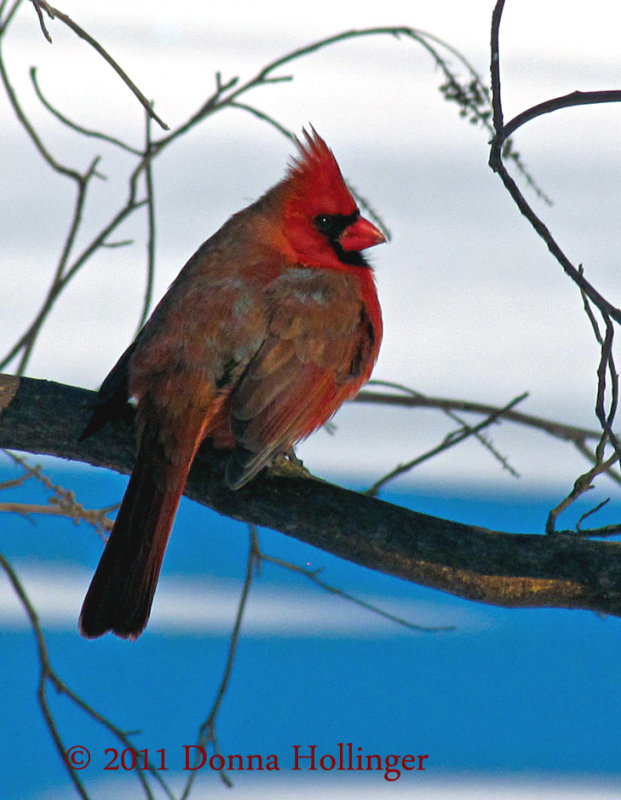 Male Cardinal Turning Blue