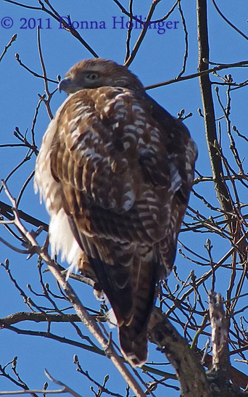 Red Tailed Hawk from behind