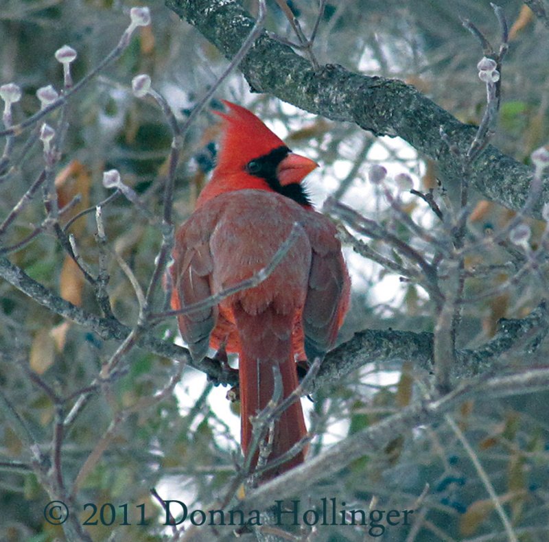 Turning Male Cardinal