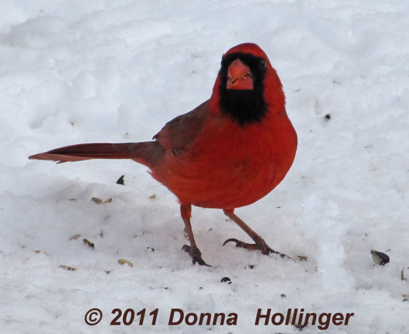 Male Cardinal Ground Feeding