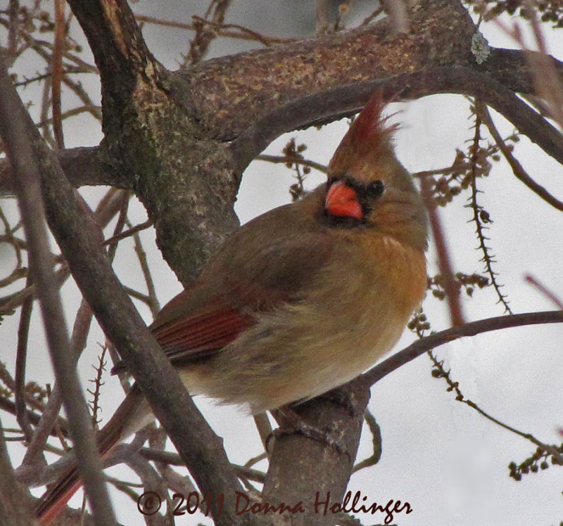 Female Cardinal