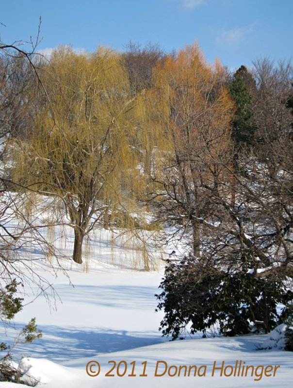 Willow Pond, Willow Tree Turning