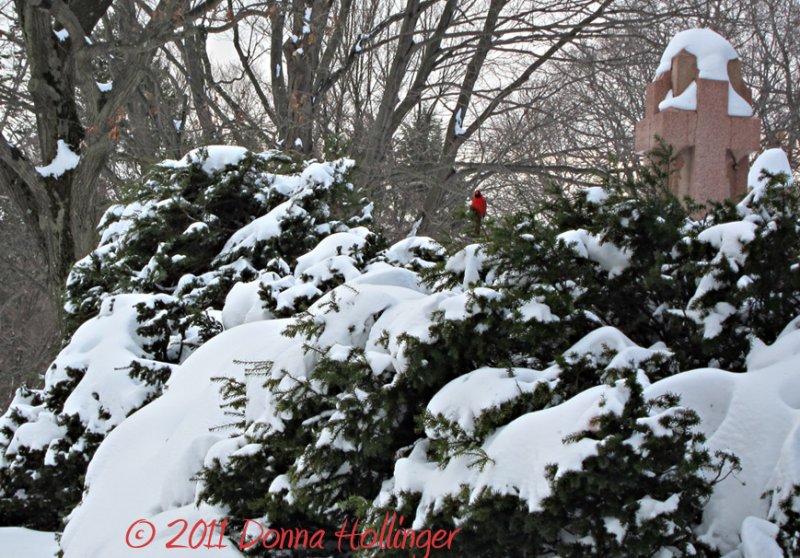 Rhododendron with Cardinal On Top