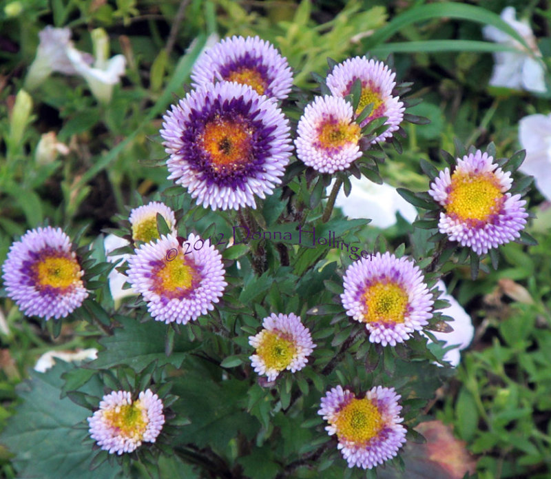 Moonglow  Asters in my Garden