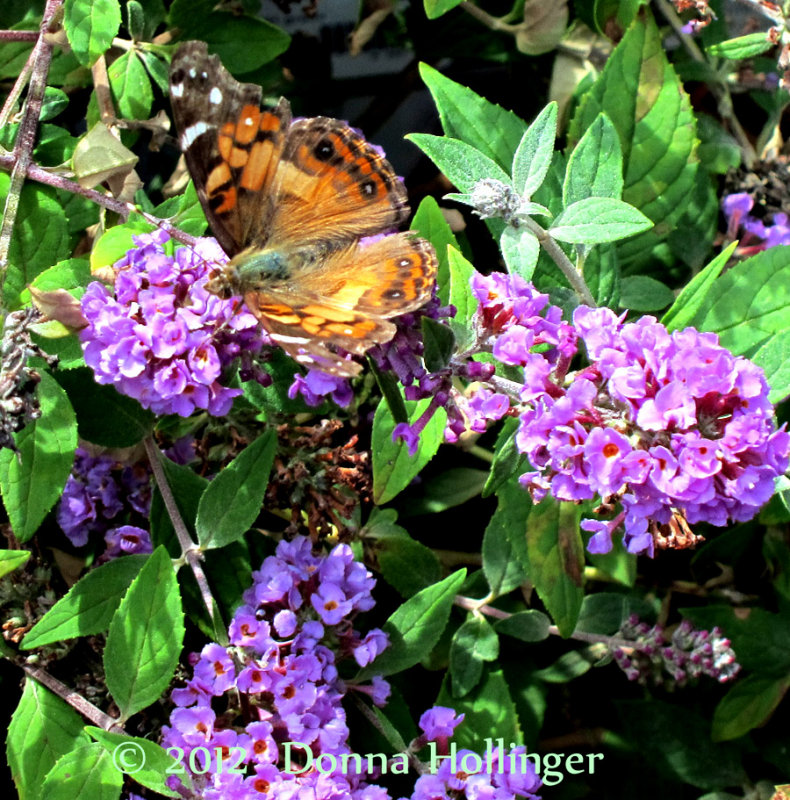 Butterfly Bush with American Lady Butterfly
