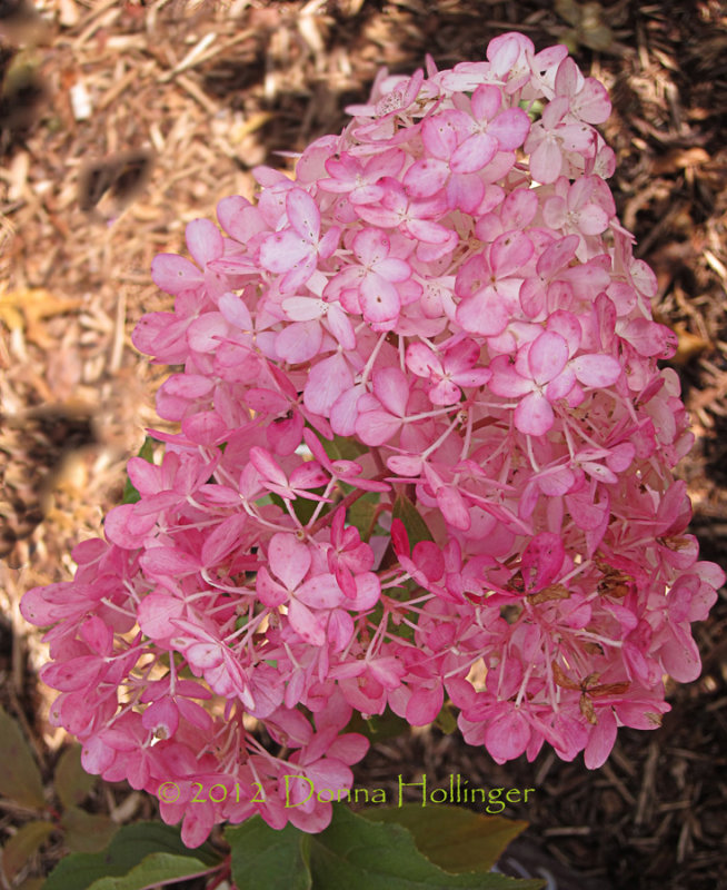 Hydrangea having a fall bloom