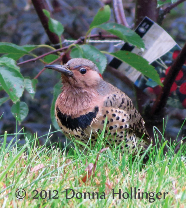 Flicker poking for insects