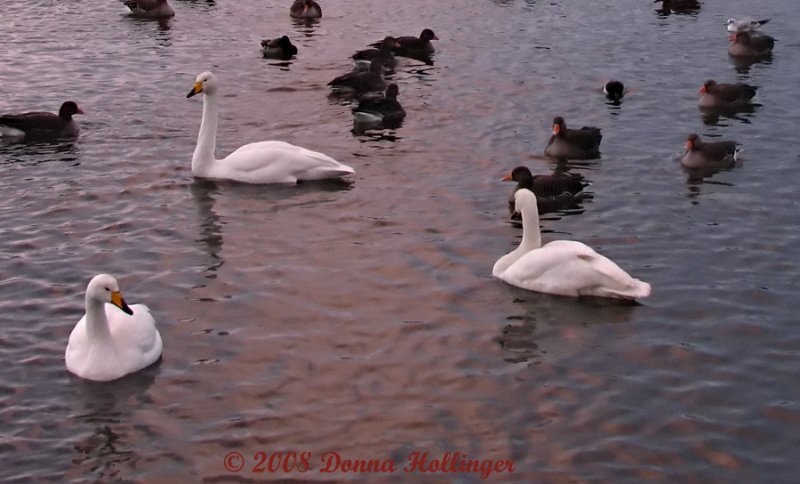 Swans
