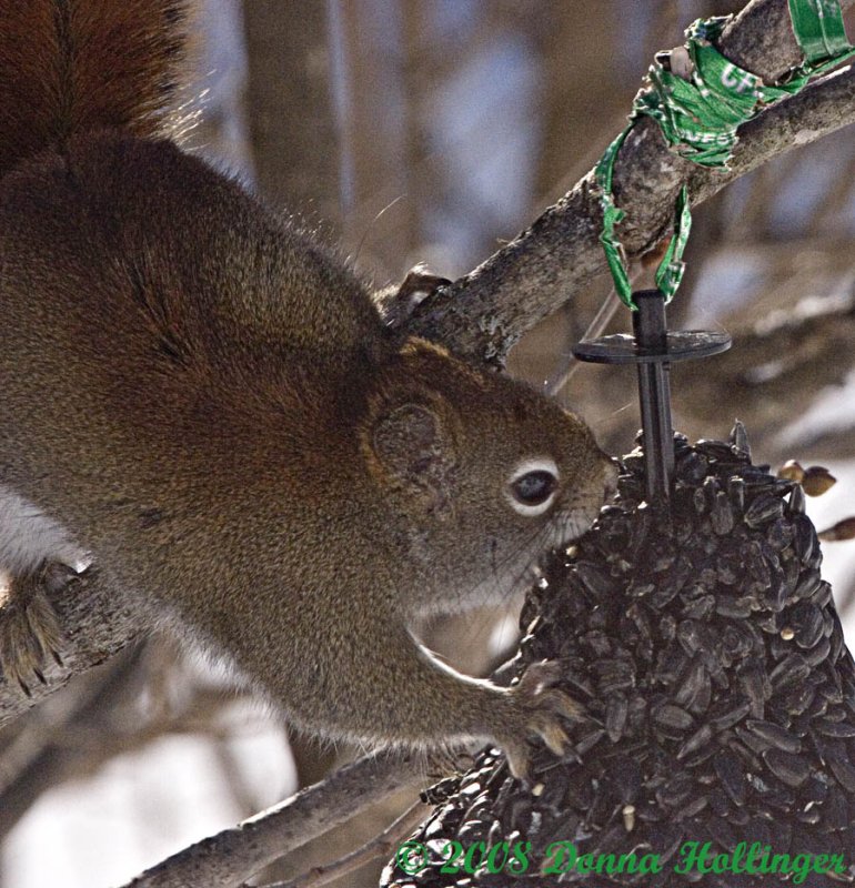 Red Squirrel Eating Sunflower Seeds