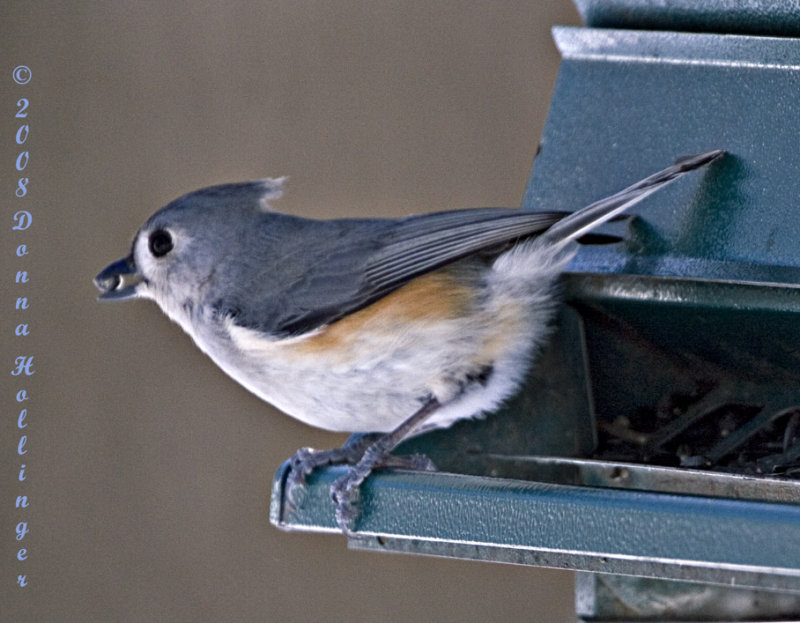 Titmouse At The Feeder