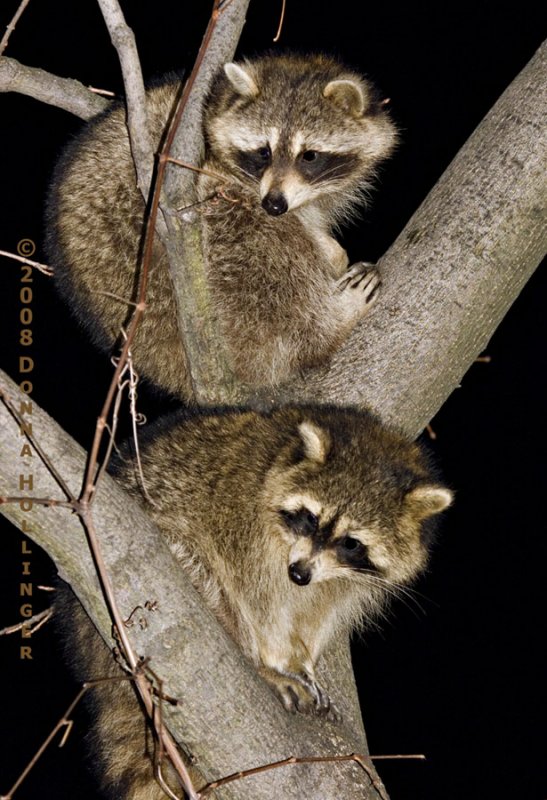 Two Baby Racoons Visiting