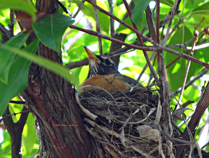 Mothers Day for the Robin