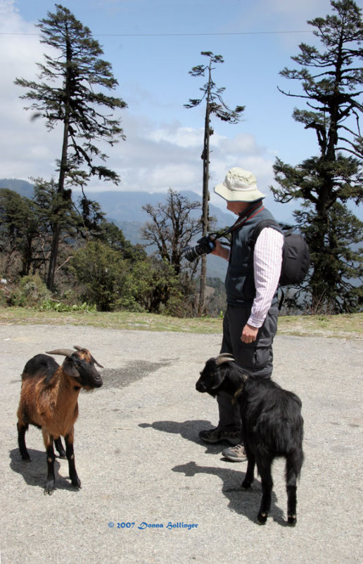Peter viewing Jumolhari with two goats