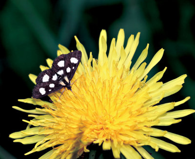 Eight Spotted Forester on a Dandelion Flower