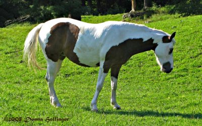 Painted Horse Revisited