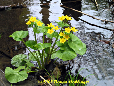 Marsh Marigold