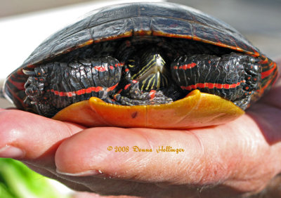 Shy Painted Turtle