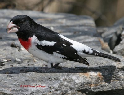 Rose Breasted Grosbeak Chomping