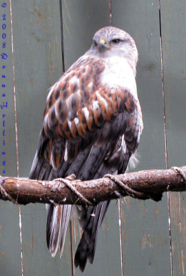 Ferruginous Hawk