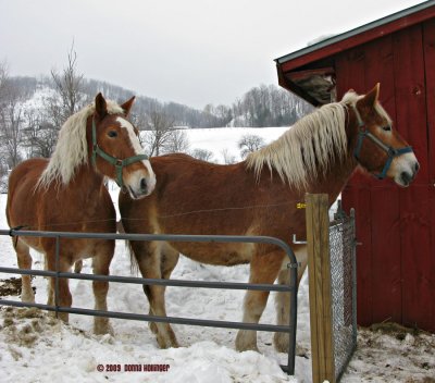 Horses in Strafford Vermont