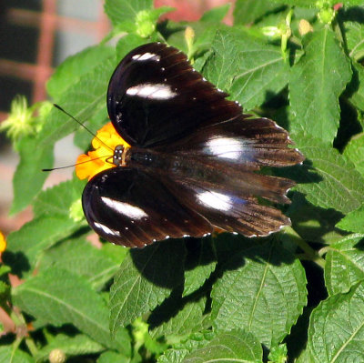 Cambodian Butterfly