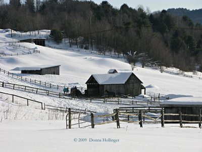 Horses at Huntington Farms After A Snow