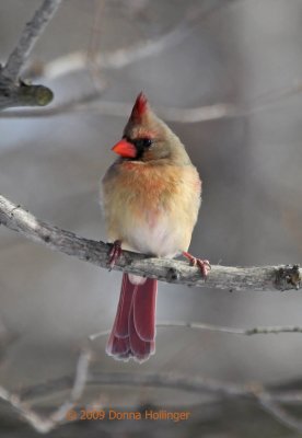 Northen Female Cardinal