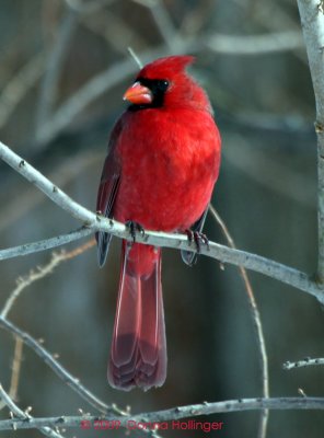 Northen Male Cardinal