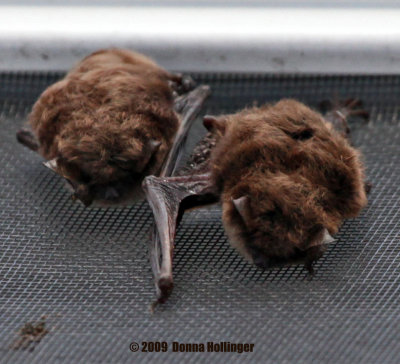 Two Bats