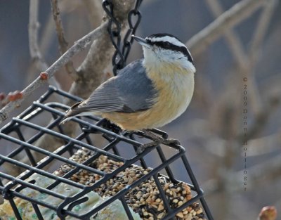 Red-breasted Nuthatch, Sitta Canadensis