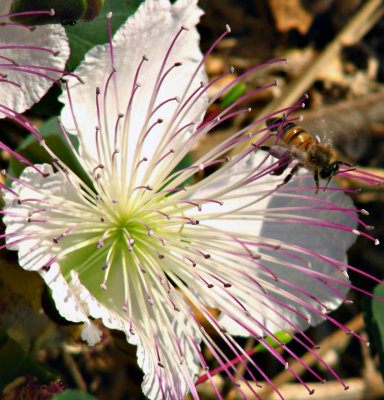 Caper Flower with Bee