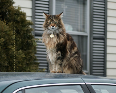 Archie's Car and the Maine Coon Cat