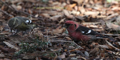 Female and Male Crossbill Feeding