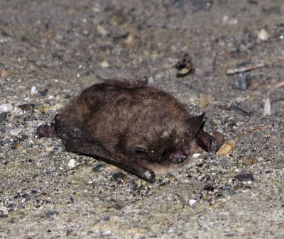 This bat decided to take a nap