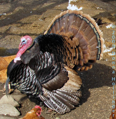 Turkey at Windy Hill Farm
