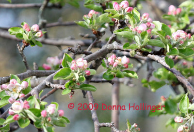 New Apple Blossoms