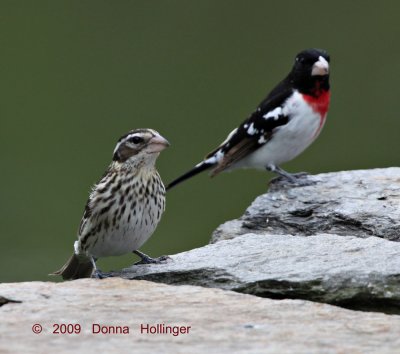 Rose Breasted Grosbeak Pair