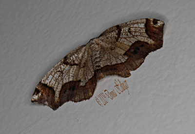 Birch Moth