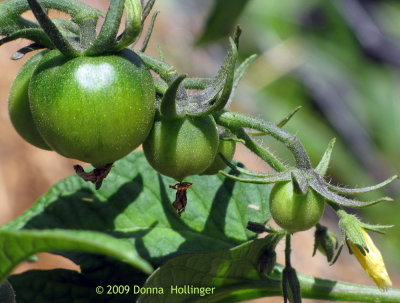 First June Tomatoes Ever in Vermont