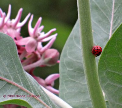 Lady Bugs Mating on Milkweed Stem