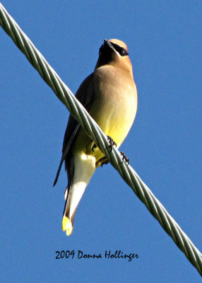 Cedar Waxwing