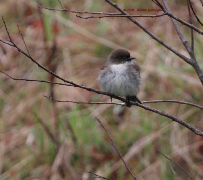 Eastern Phoebe