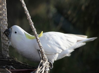 Sulfur Crested Cockatoo Swinging