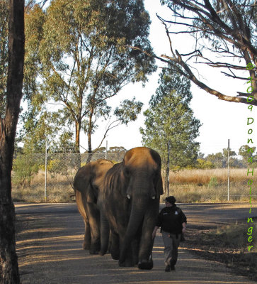 elephantwalk.0617.jpg