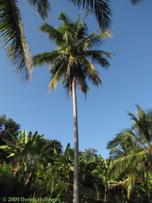 One Coconut Tree at Iskandars Farm